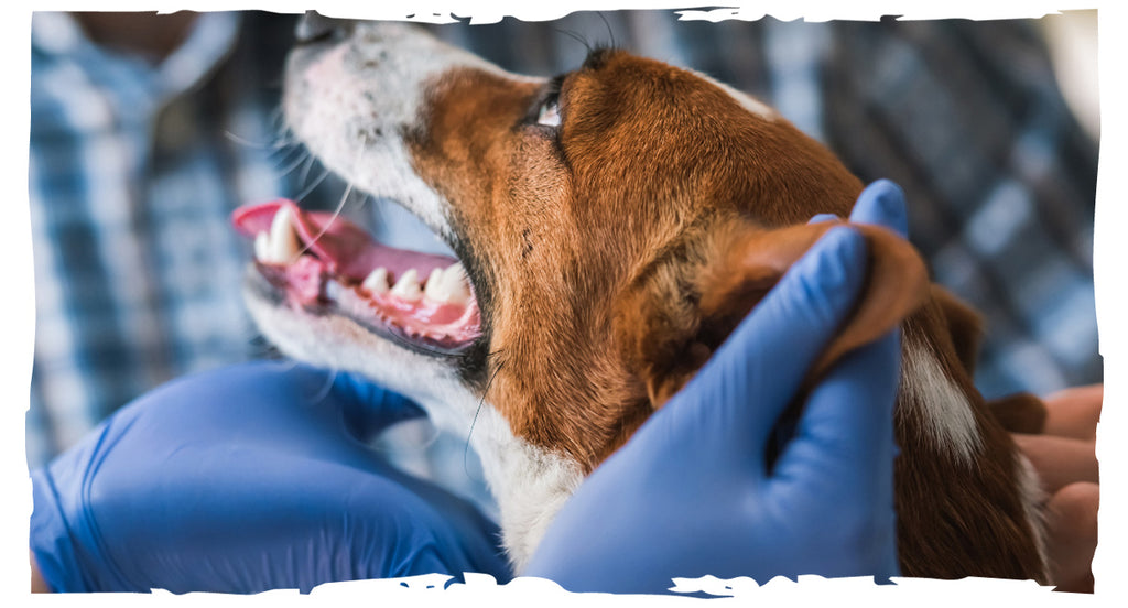 Dog During Dental Care Image