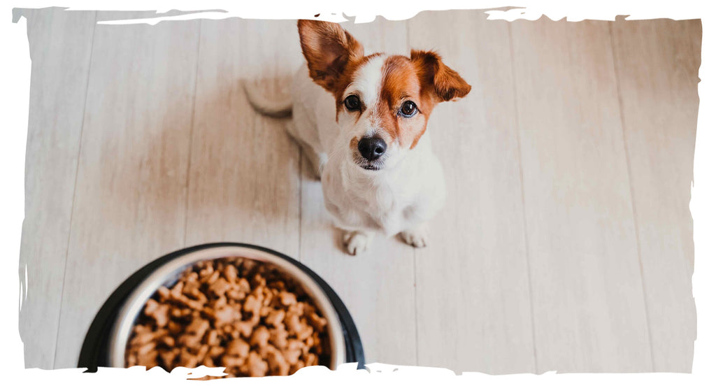 Dog Nutrition Consultation Image