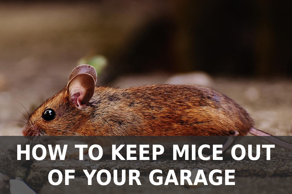 5 Proven Tricks To Mouse-Proof Your Car And Garage