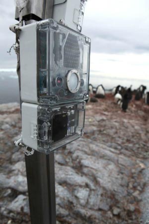 camera-penguins-300w