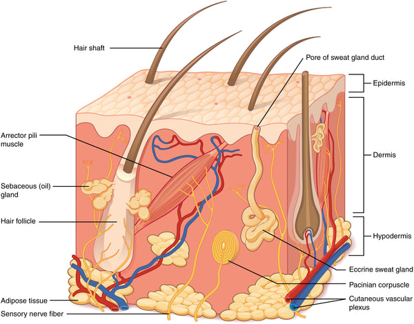 The Structure of Skin