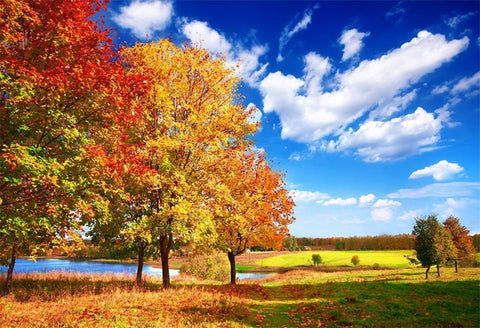 Autumn Red Maple Tree Blue Sky Photo BackdropsWe can do any size and your custom backdrops with no extra charge. Please contact: service@starbackdrop.comWe can do any size and your custom backdrops with no extra charge. Please contact: service@starbackdrop.com