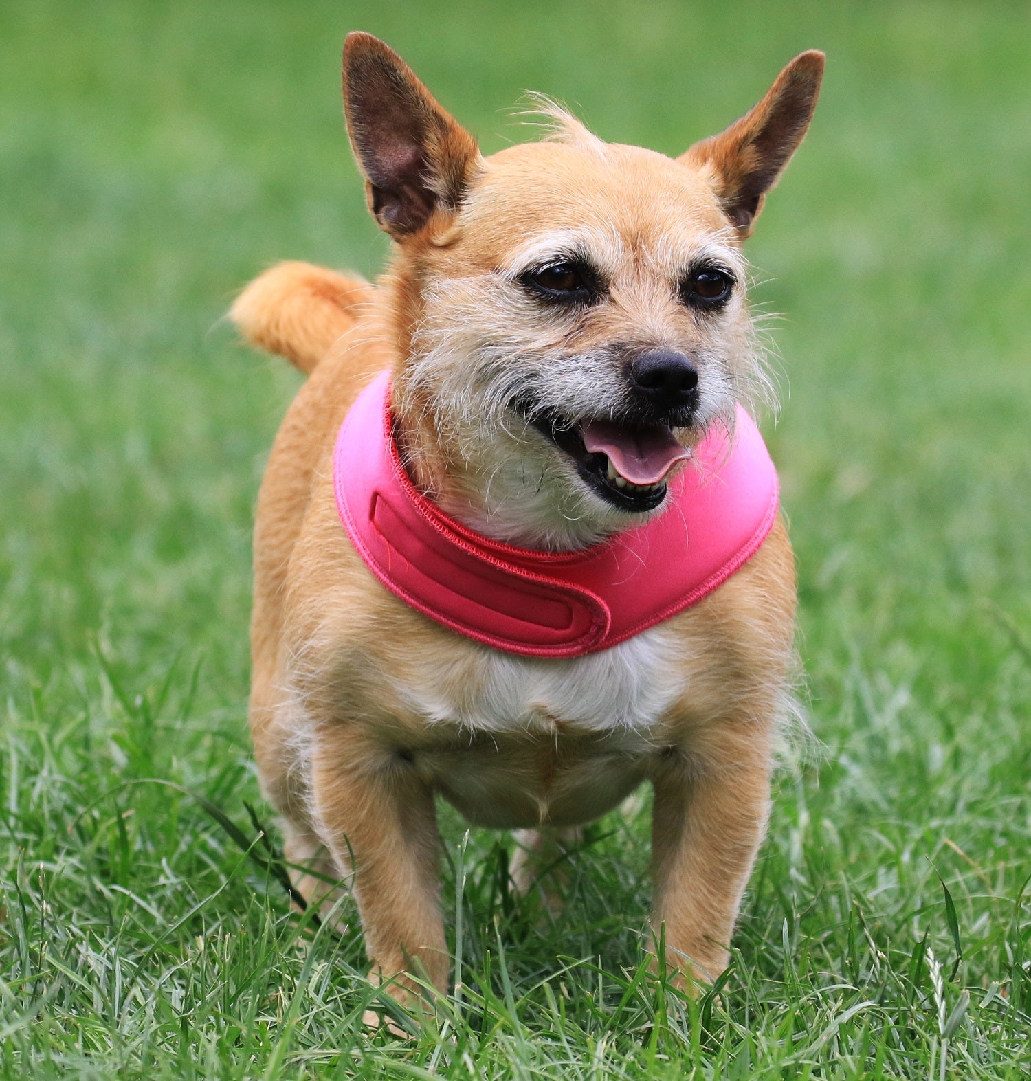 dog bandana collar uk