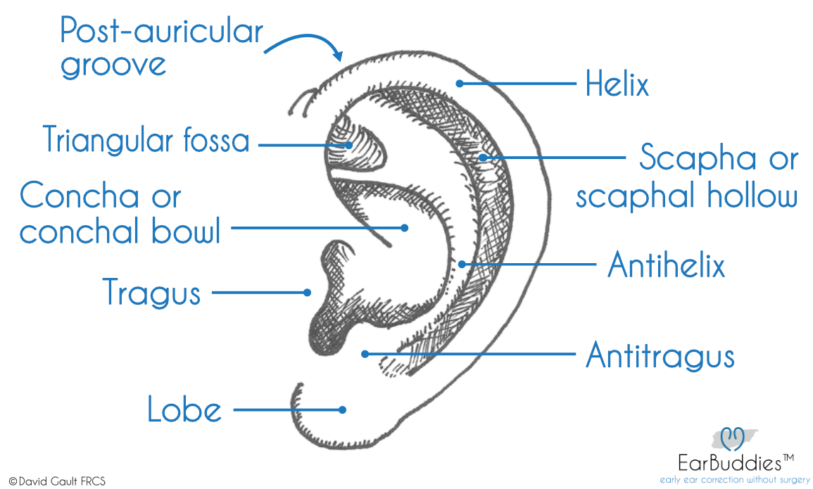 Anatomy of the Ear | Post Auricular Groove | Triangular Fossa | Concha | Helix | Scaphal Hollow | Antihelix | Ear Buddies