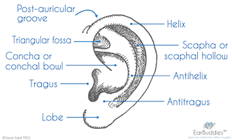 Anatomy of the Outer Ear of a baby | Conchal Bowl | Tragus | Helix | Antihelix