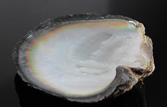 black-lipped oyster