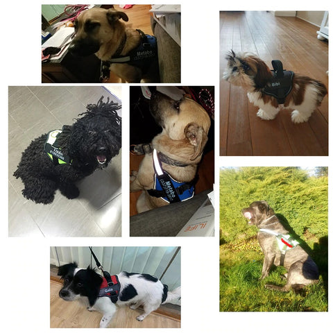 PetKiddies Personalized Hardness Examples