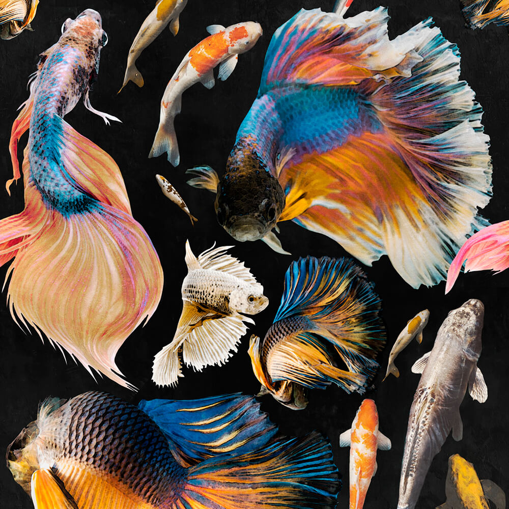 Goldfish Anthracite Wallpaper, Mind the Gap, Mind the Gap 2019, Wall to Wall Wallpaper | Contemporary Wallpaper Online NZ