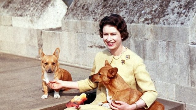how many dogs does queen elizabeth own