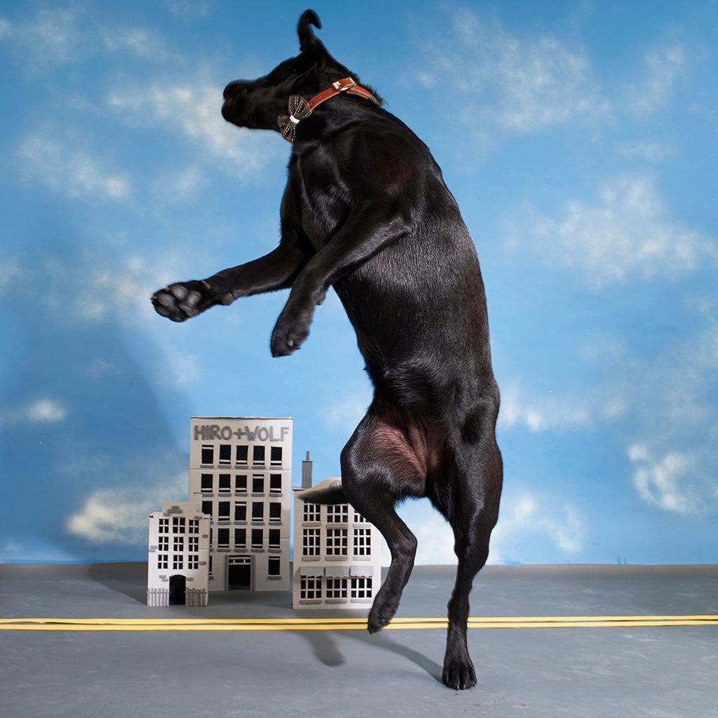 labrador jumping