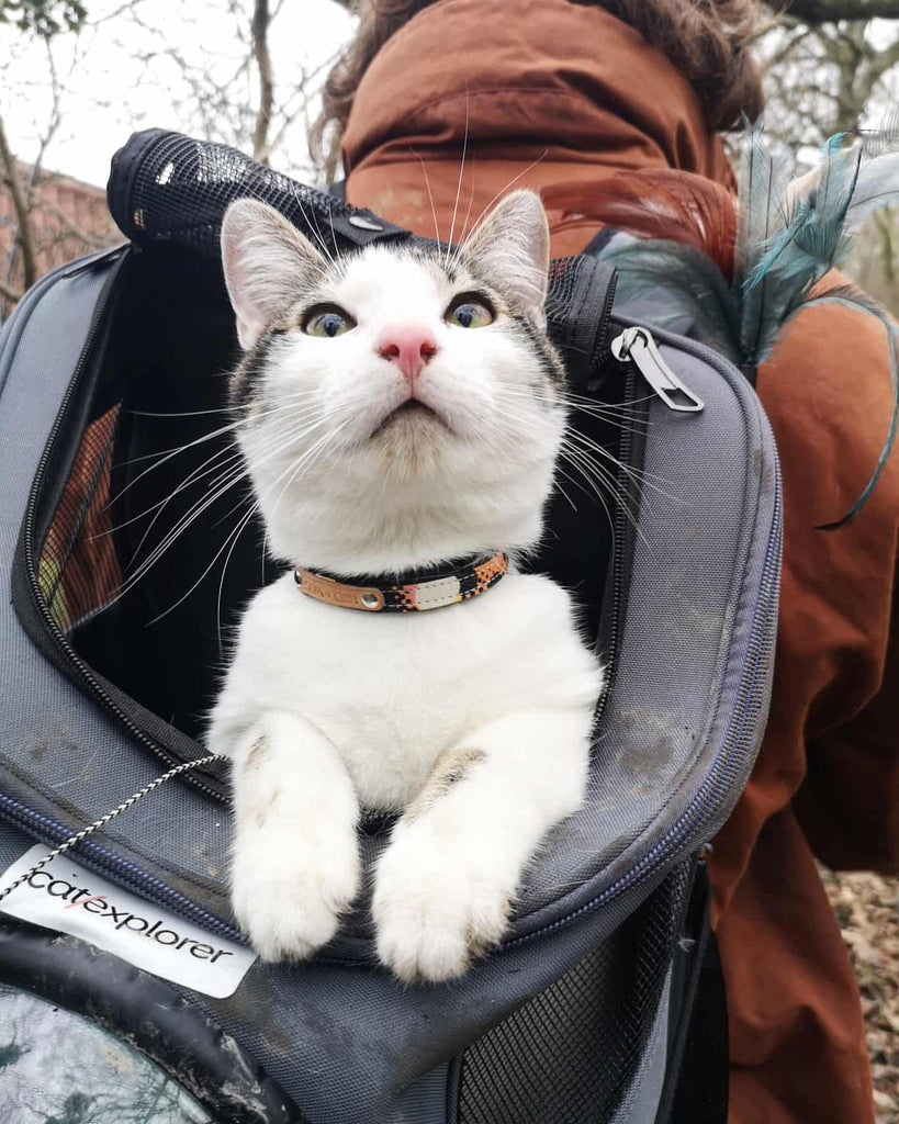 cat riding in backpack