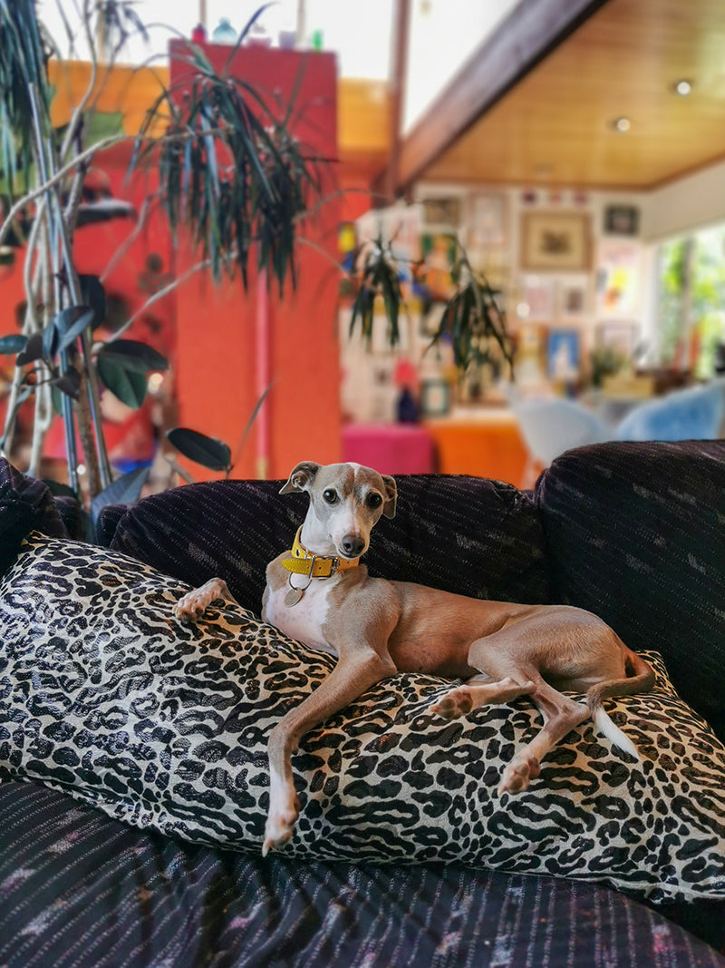 whippet on sofa
