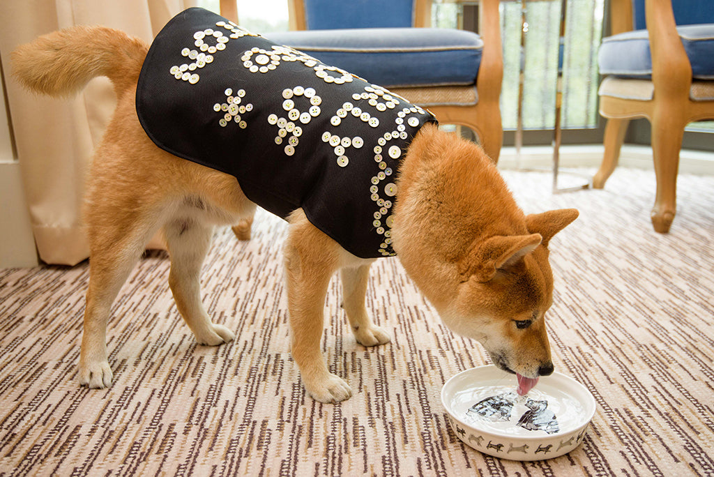 shiba inu drinking water