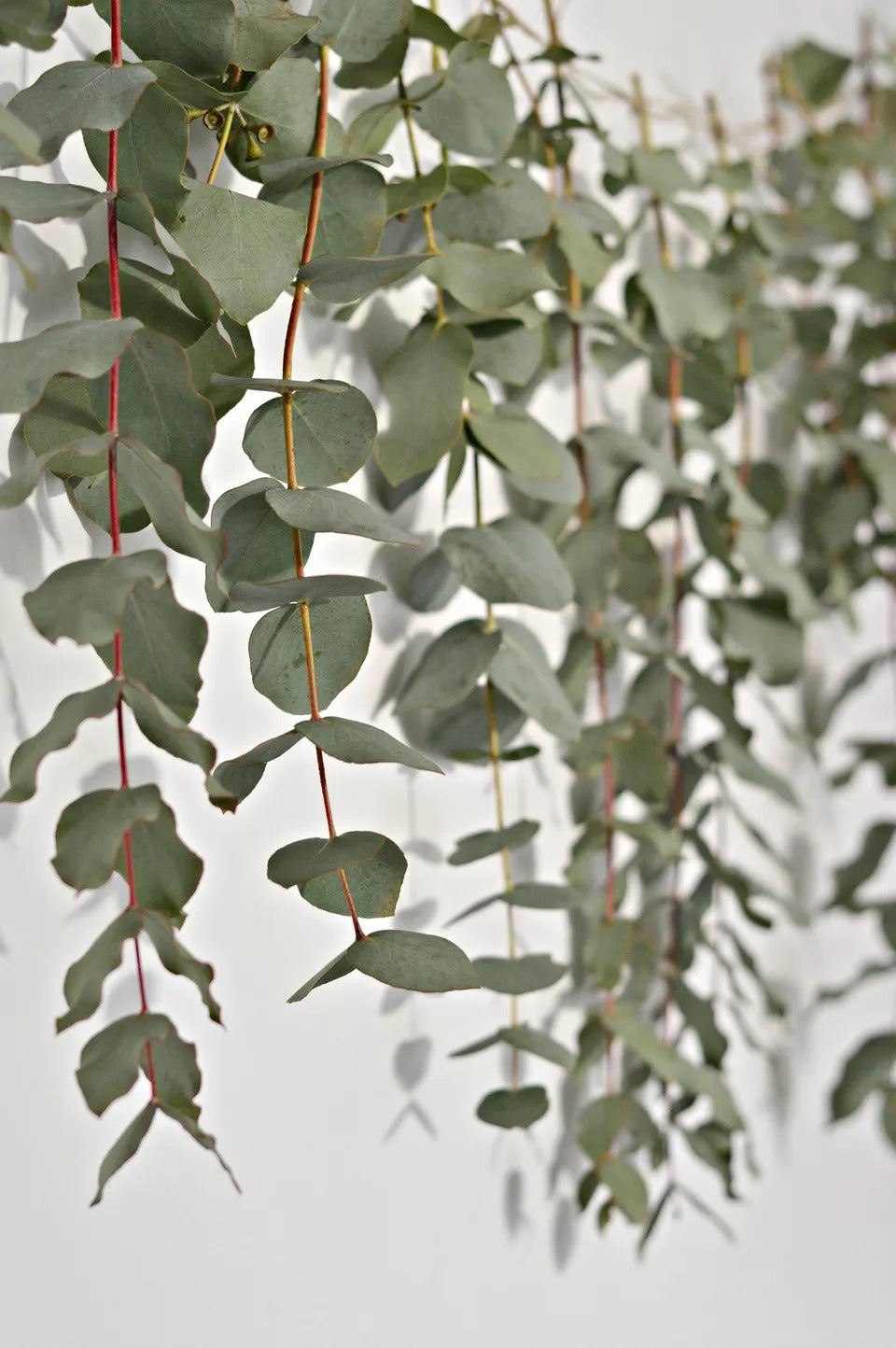 Hanging Eucalyptus Leaves