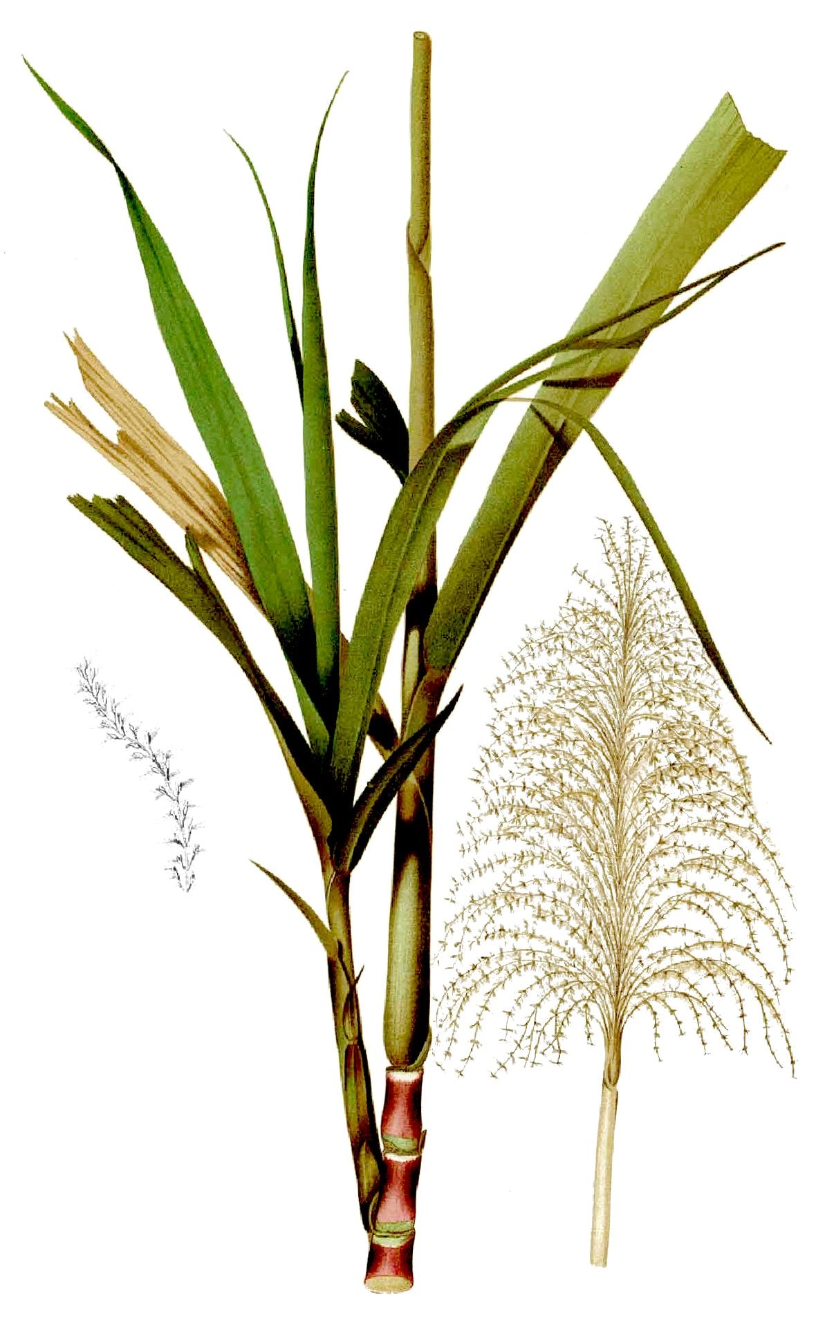 Saccharum officinarum