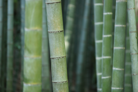 primer plano de bambú