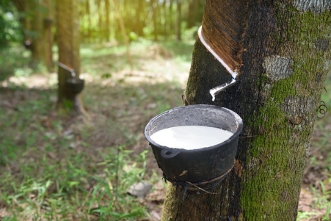 Cosecha de savia de árbol de caucho