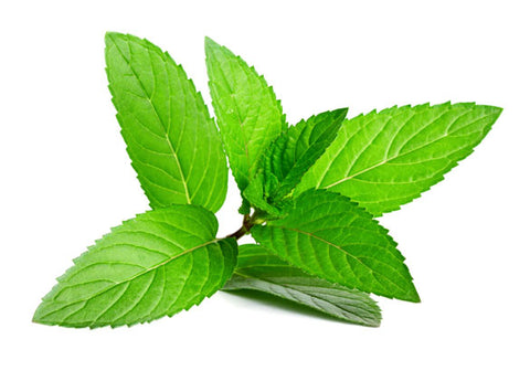 peppermint essential oil for dogs