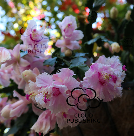 Schlumbergera variety Aspen flower cluster with frilly flowers