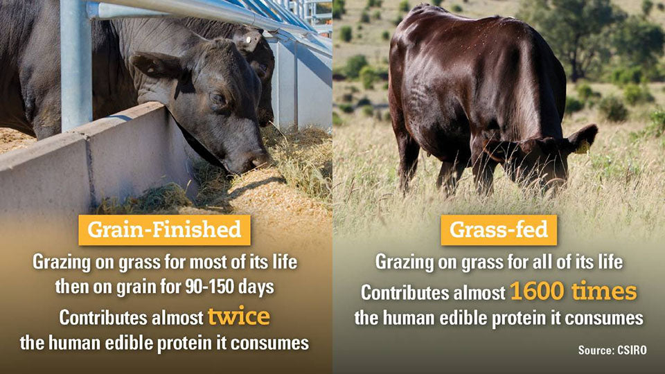 grain fed vs grass fed cattle