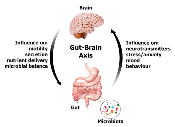gut brain axis