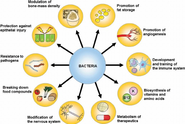 Gut bacteria main functions