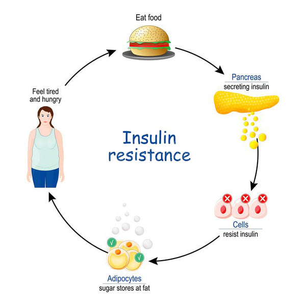 insulin resistance cycle