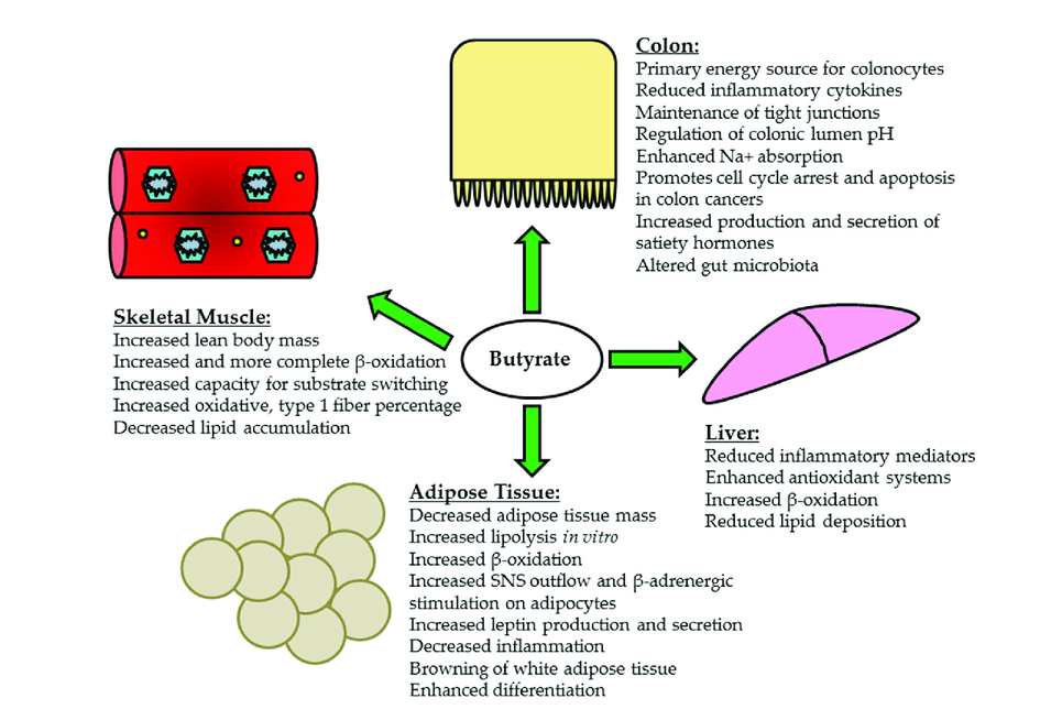 Principle effects of butyrate