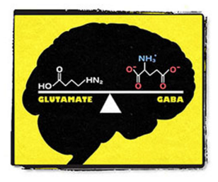 GABA and glutamate