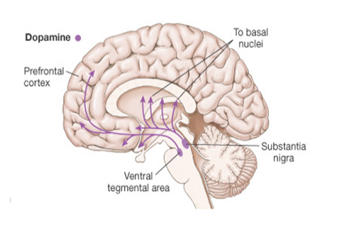 Depiction of the two main pathways of dopamine in the human brain
