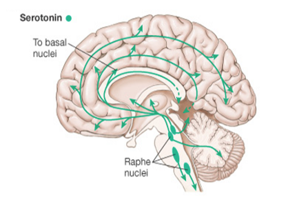 Depiction of the broad serotonergic circuit in the human brain