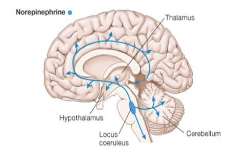 Depiction of the broad serotonergic circuit in the human brain