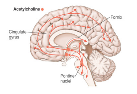 Depiction of the main cholinergic projections in the human brain