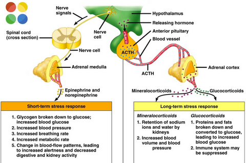 acute stress response