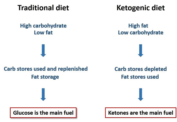 ketogenic diet vs traditional diet