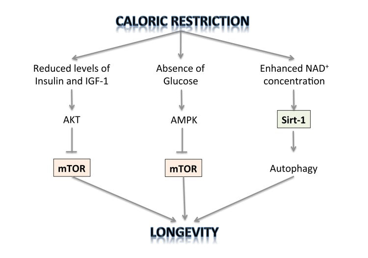 caloric restriction and longevity