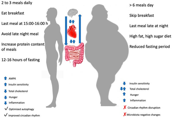fasting vs regular diet