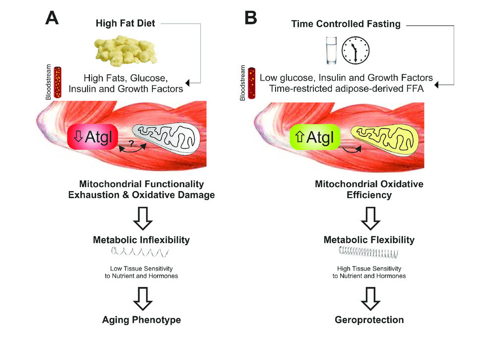 the effects of fasting on metabolic flexibility