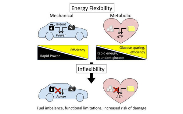 metabolic flexibility vs inflexibility