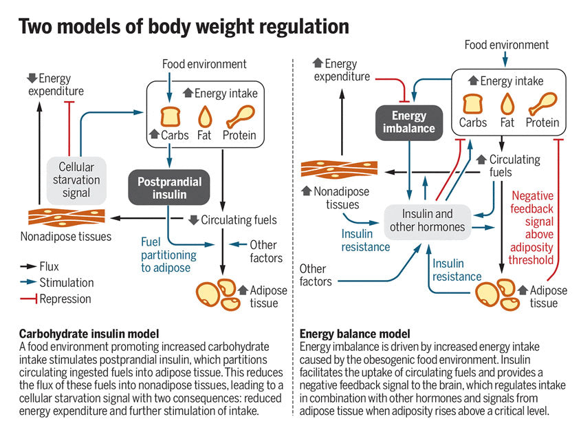 two models of body weight regulation