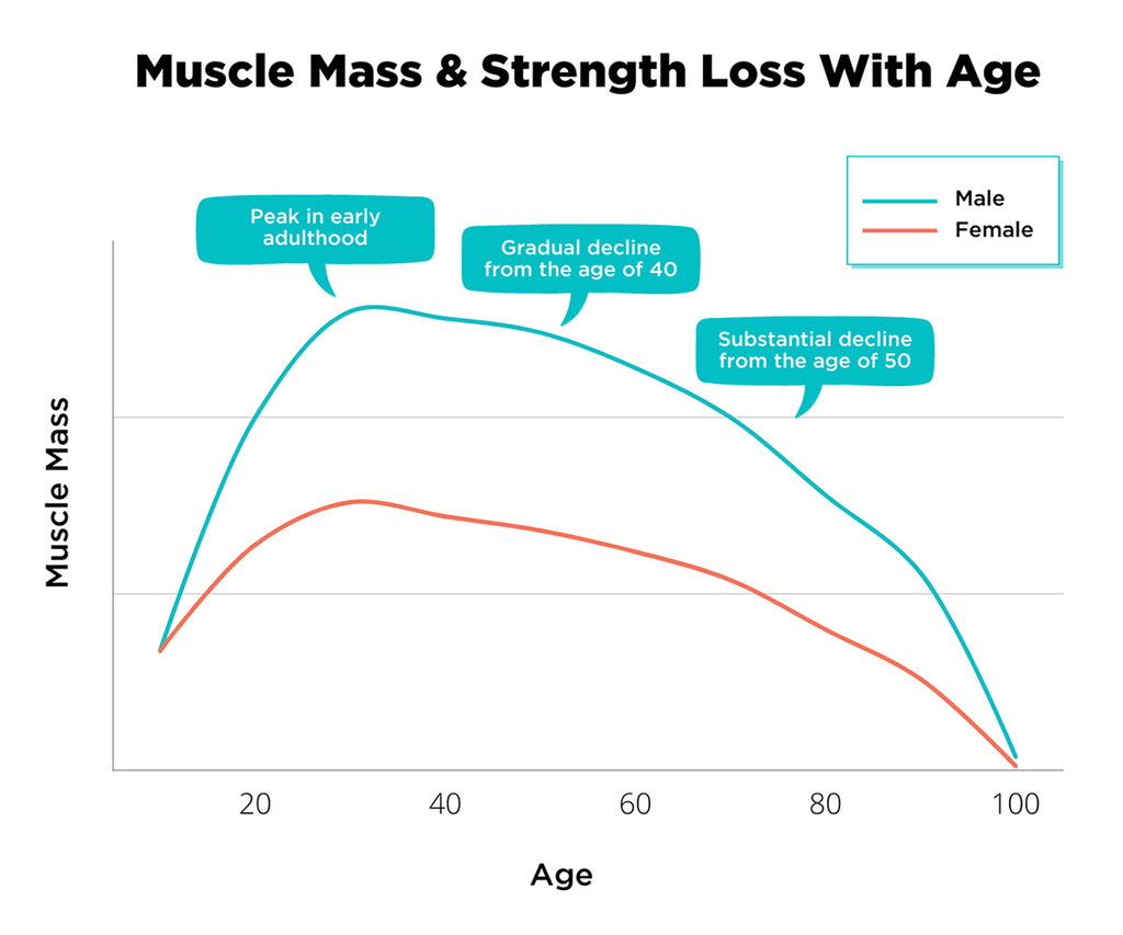 muscle mass loss with age graph