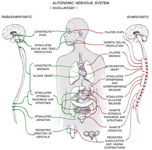 sympathetic and parasympathetic nervous systems