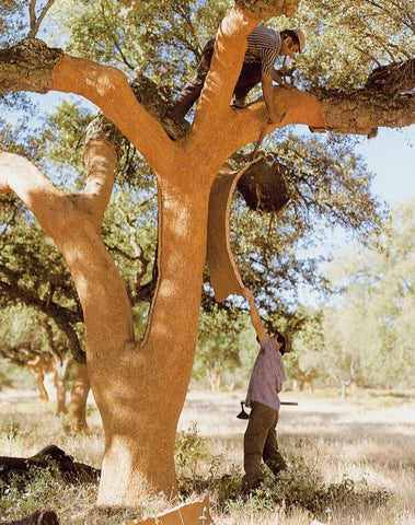 Cork Tree.  Source: Pinterest