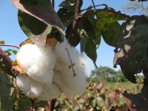 Silvania Georgia Kirkpatrick cotton boll on an organic cotton farm