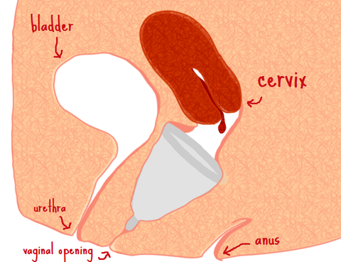 menstrual cup insert