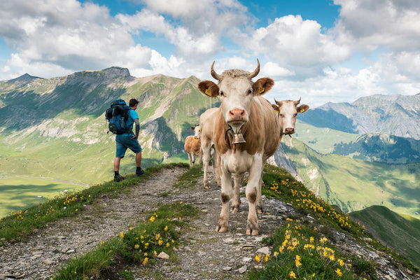 Exploring the Beauty: Family-Friendly Alpine Routes with Spectacular Views