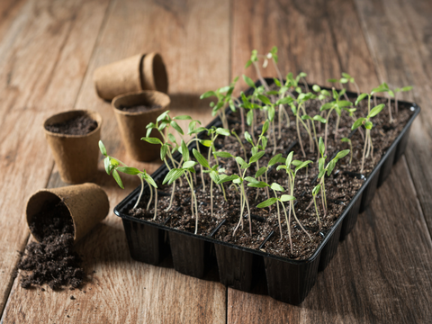 planting indoors