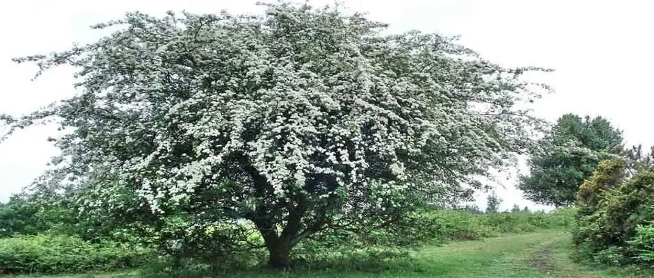 Calan Mai - May Day. Hawthorn symbolises the coming of Spring
