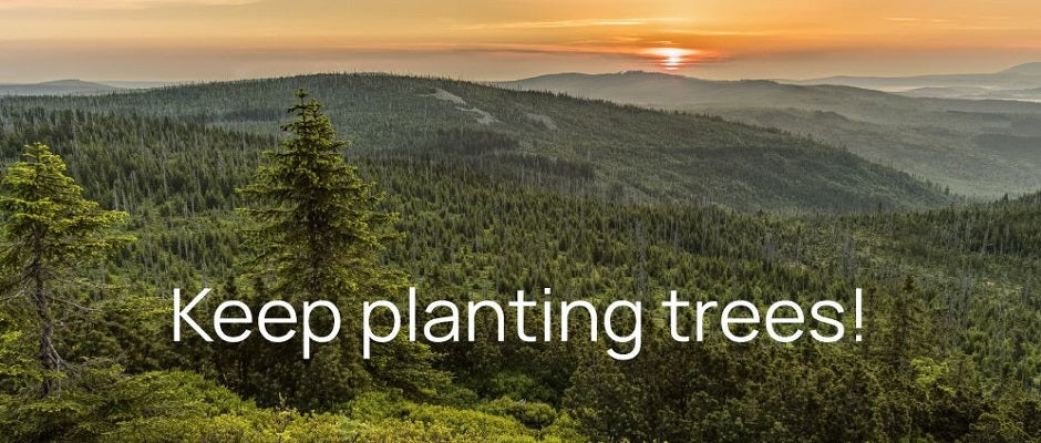 FelinFach Forest - Keep Planting Trees