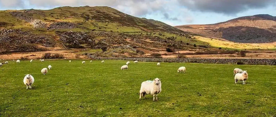 Welsh blankets. Fleece to fabric, it all starts with a sheep